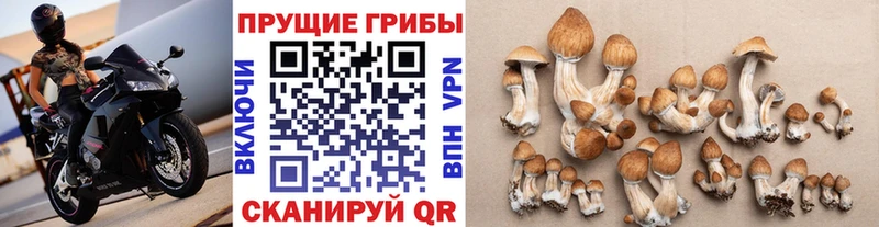 где продают   Энем  Псилоцибиновые грибы Cubensis 